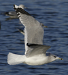 adult Common Gull (40233 bytes)
