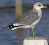 adult Common Gull (40233 bytes)