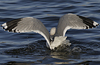 adult Common Gull (40233 bytes)
