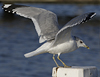 adult Common Gull (40233 bytes)