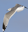 adult Common Gull (40233 bytes)