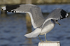 adult Common Gull (40233 bytes)