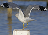 adult Common Gull (40233 bytes)