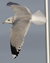 adult Common Gull (40233 bytes)
