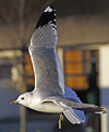 adult Common Gull (40233 bytes)