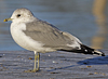 adult Common Gull (40233 bytes)