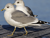 adult Common Gull (40233 bytes)