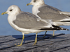 adult Common Gull (40233 bytes)