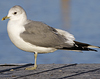 adult Common Gull (40233 bytes)