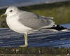adult Common Gull (40233 bytes)