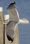 adult Common Gull (40233 bytes)