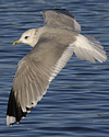 adult Common Gull (40233 bytes)