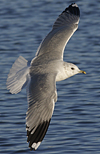 adult Common Gull (40233 bytes)