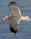 adult Common Gull (40233 bytes)