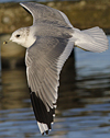 adult Common Gull (40233 bytes)