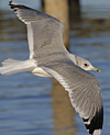 adult Common Gull (40233 bytes)