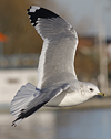 adult Common Gull (40233 bytes)