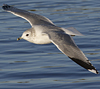 adult Common Gull (40233 bytes)