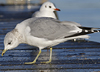 adult Common Gull (40233 bytes)
