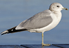 adult Common Gull (40233 bytes)