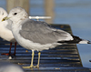 adult Common Gull (40233 bytes)