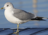 adult Common Gull (40233 bytes)