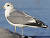 adult Common Gull (40233 bytes)