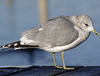 adult Common Gull (40233 bytes)