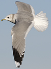 adult Common Gull (40233 bytes)