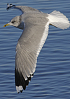 adult Common Gull (40233 bytes)