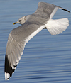 adult Common Gull (40233 bytes)