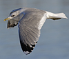 adult Common Gull (40233 bytes)