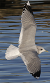 adult Common Gull (40233 bytes)