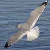 adult Common Gull (40233 bytes)
