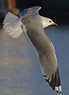adult Common Gull (40233 bytes)