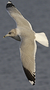 adult Common Gull (40233 bytes)