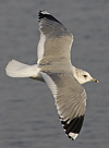 adult Common Gull (40233 bytes)