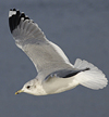 adult Common Gull (40233 bytes)