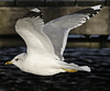 adult Common Gull (40233 bytes)