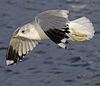adult Common Gull (40233 bytes)