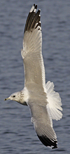 adult Common Gull (40233 bytes)