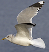 adult Common Gull (40233 bytes)