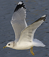 adult Common Gull (40233 bytes)
