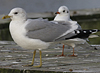 adult Common Gull (40233 bytes)