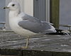 adult Common Gull (40233 bytes)