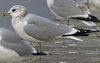 adult Common Gull (40233 bytes)
