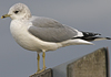 adult Common Gull (40233 bytes)