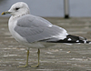 adult Common Gull (40233 bytes)
