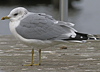 adult Common Gull (40233 bytes)