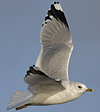 adult Common Gull (40233 bytes)